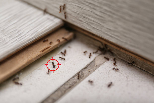 Best Affordable Exterminators  in Mcnair, VA