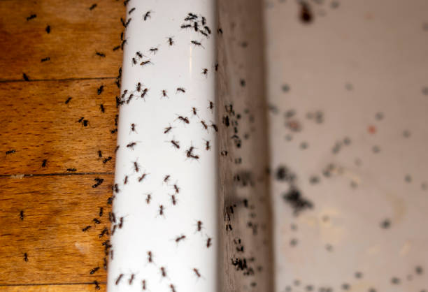 Best Wasp Removal Services  in Mcnair, VA