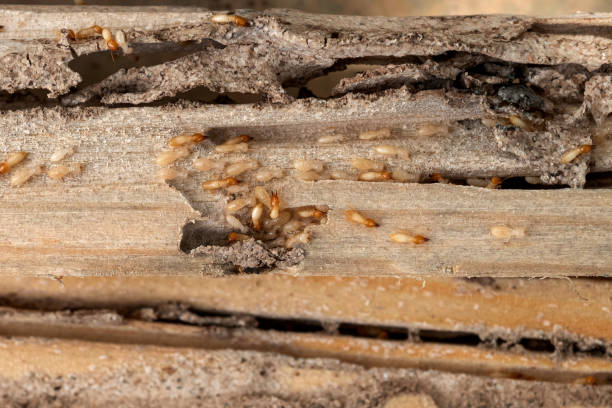 Bird Control in Mcnair, VA